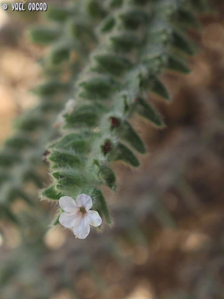 Image of strigose alkanet