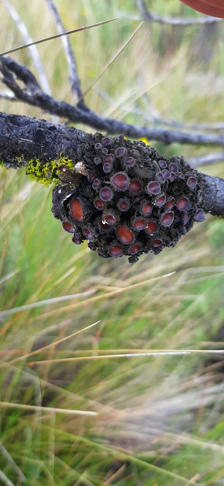 Image of skin lichen