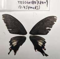 Image of Papilio syfanius Oberthür 1886