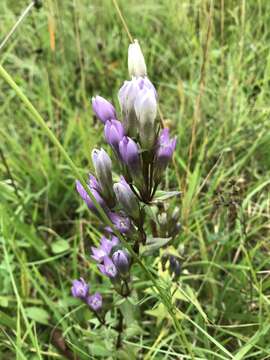 Image of chiltern gentian