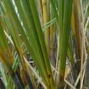 Image of Chionochloa rigida subsp. amara Connor