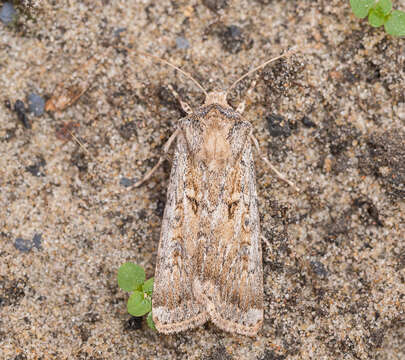 Image of sand dart