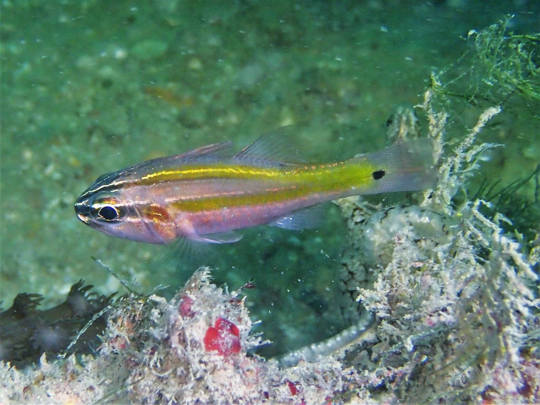 Image of Cardinalfish