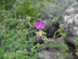 Image of Pelargonium antidysentericum (Eckl. & Zeyh.) Kostel.