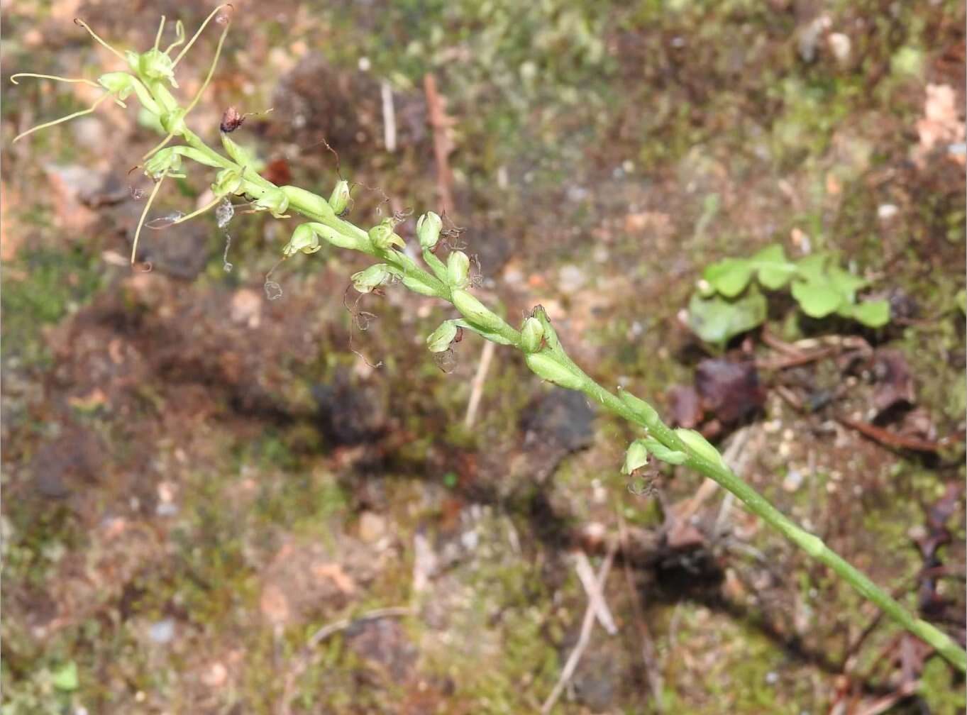 Image of Long Tentacle Orchid
