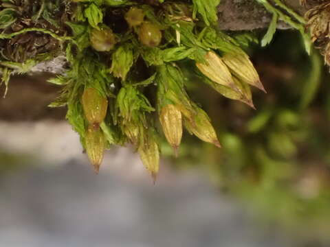 Image of orthotrichum moss