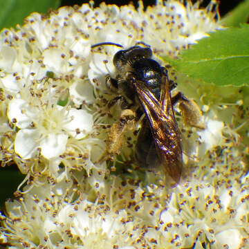 Image of Hawthorn Andrena