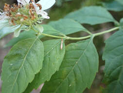 Image of hoary mountainmint