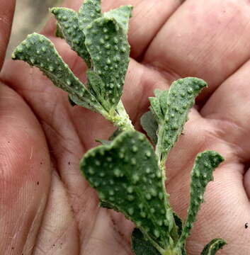 Image of Psoralea velutina