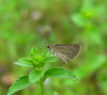 Aeromachus pygmaeus Fabricius 1775 resmi