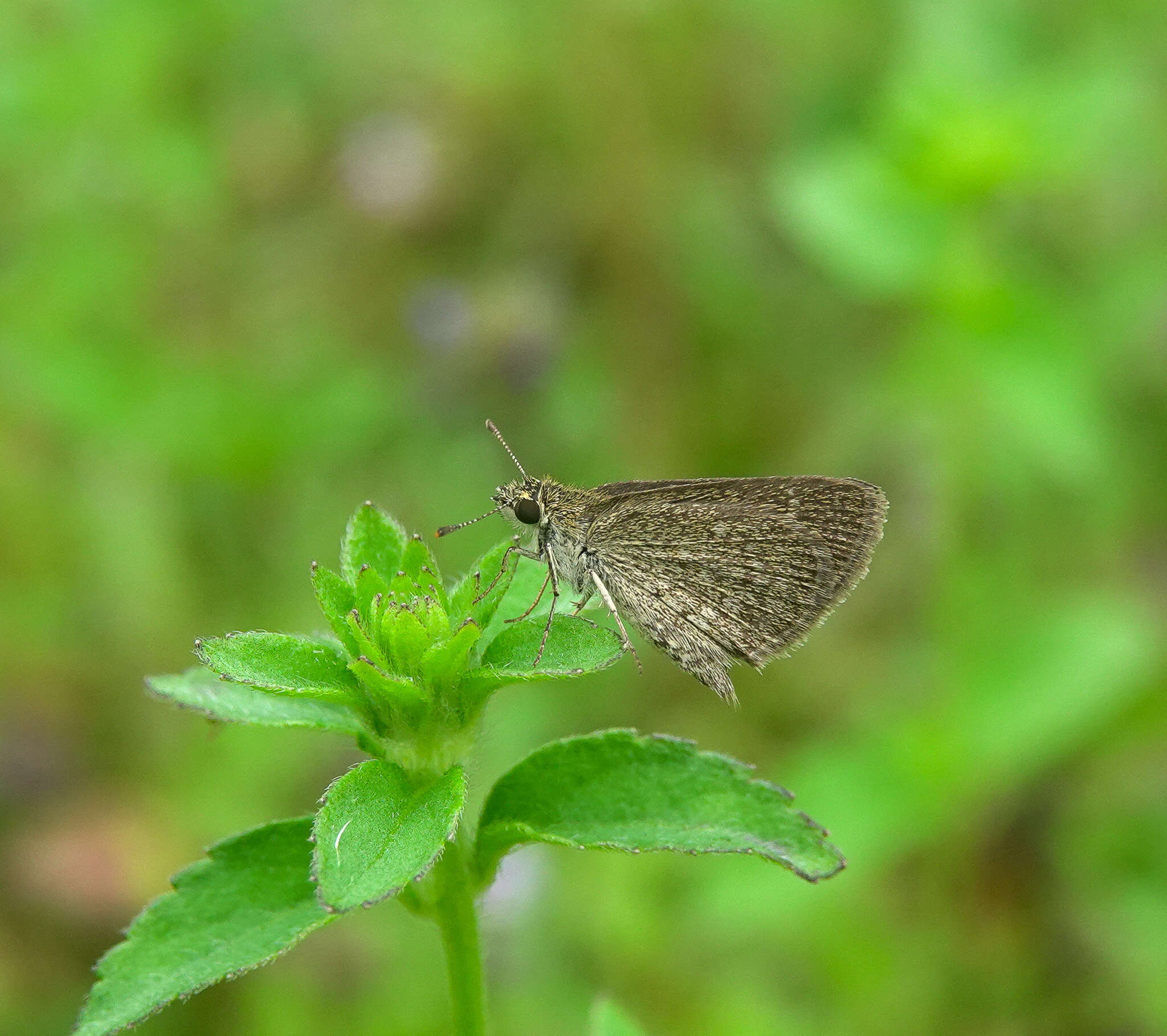 Слика од Aeromachus pygmaeus Fabricius 1775