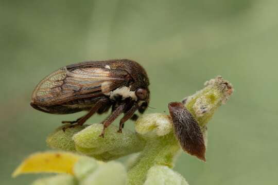 Image of Treehopper