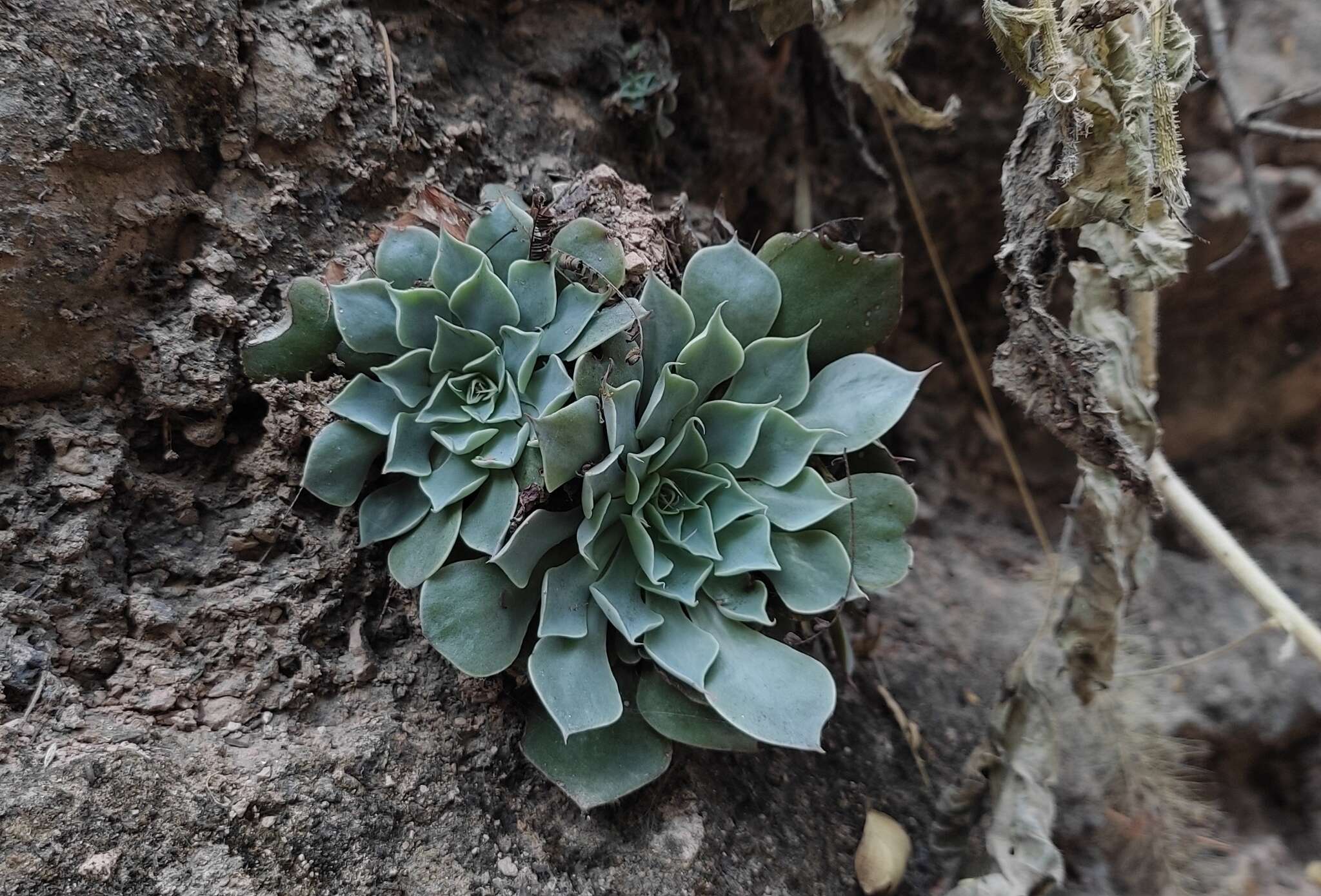 Image of Graptopetalum sinaloensis