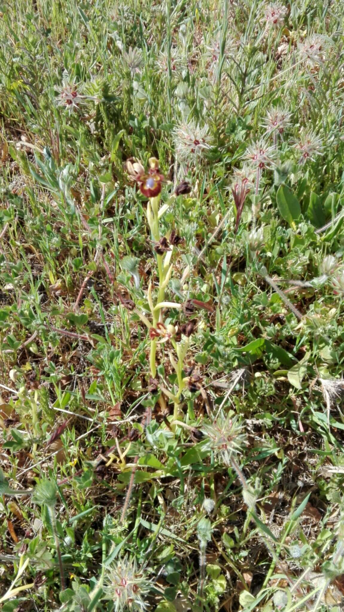 Image of Looking-glass Orchid