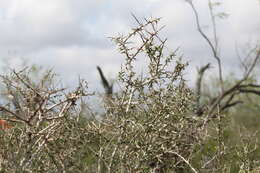 Image of Castela erecta subsp. texana (Torr. & A. Gray) Cronquist