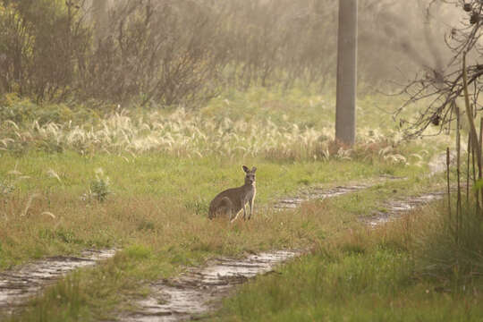 Image of Macropus giganteus giganteus Shaw 1790