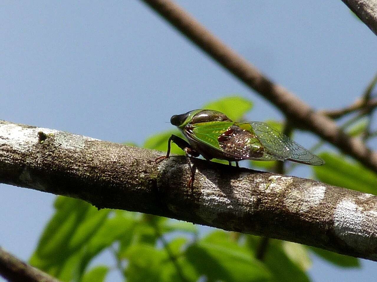 Image of Hemisciera maculipennis (Laporte 1832)