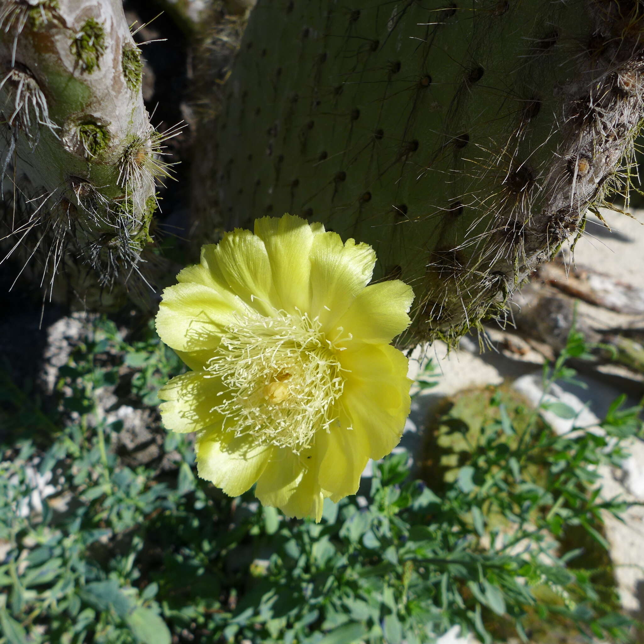 Image of Prickly pear