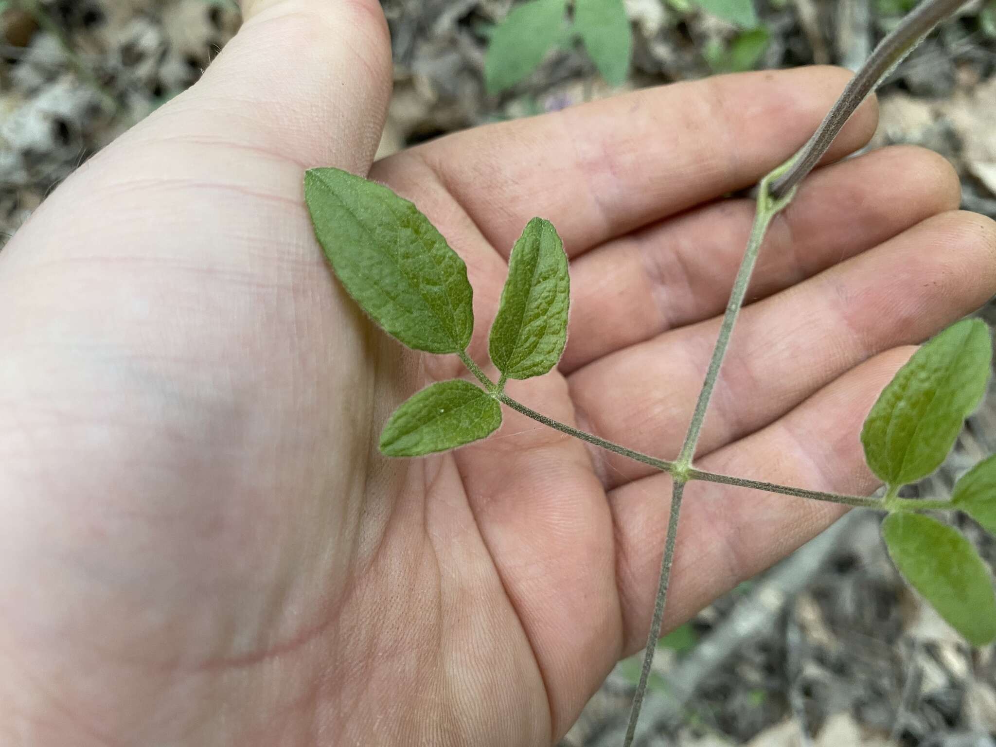 Plancia ëd Clematis vinacea Floden