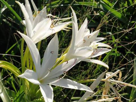 Imagem de Crinum flaccidum Herb.