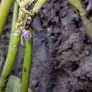 Image of Scaphyglottis graminifolia (Ruiz & Pav.) Poepp. & Endl.