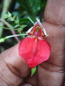 Image of Impatiens platyadena C. E. C. Fischer