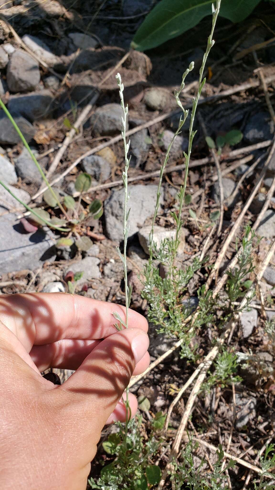 Image of little sagebrush