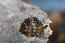 Image of spiny chiton