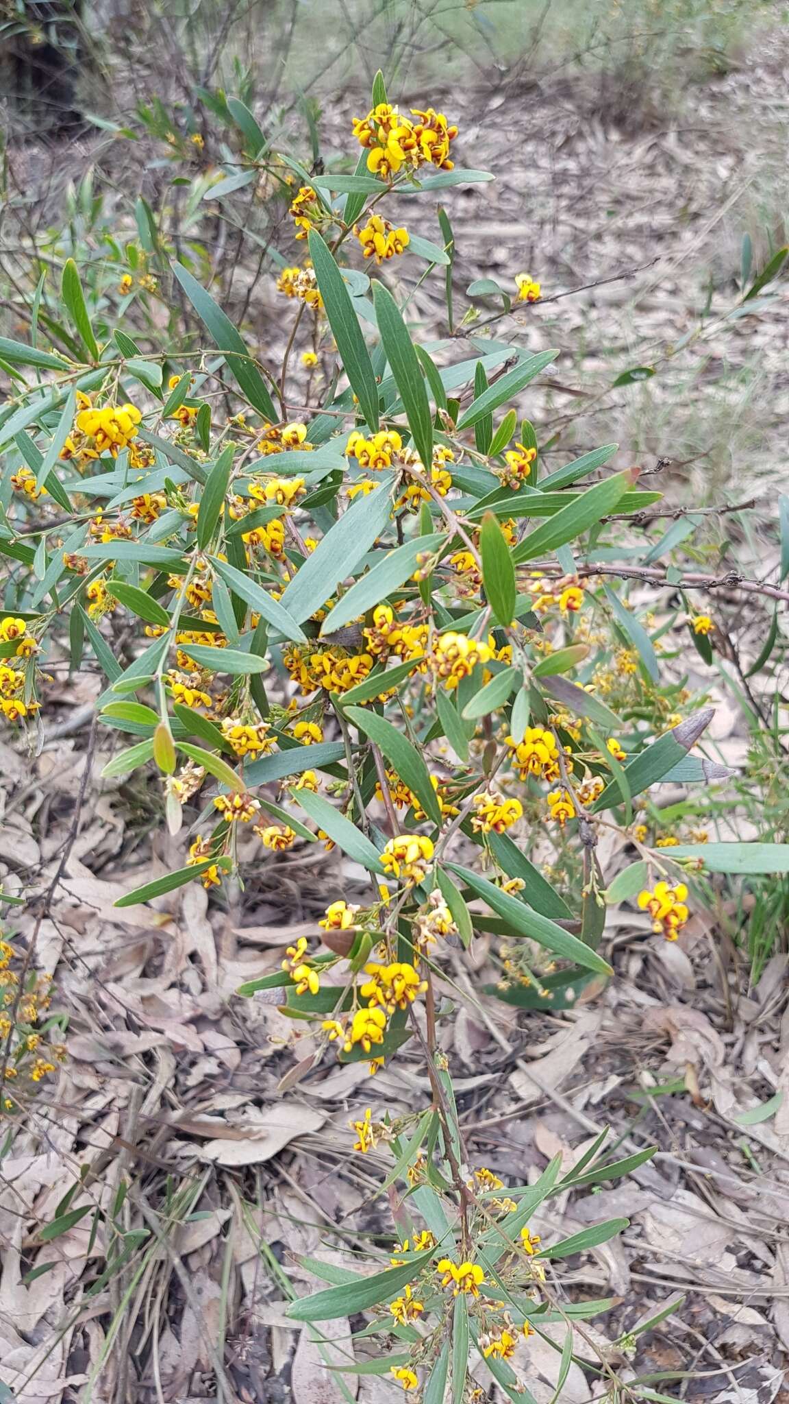 Слика од Daviesia mimosoides R. Br.