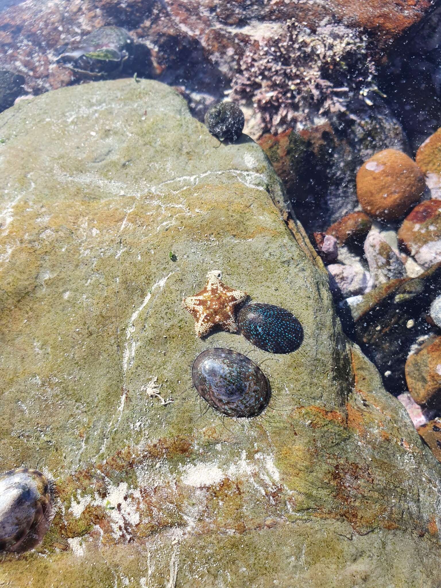 Image of rayed limpet