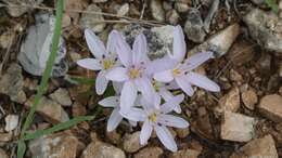 Image of Colchicum cupanii Guss.