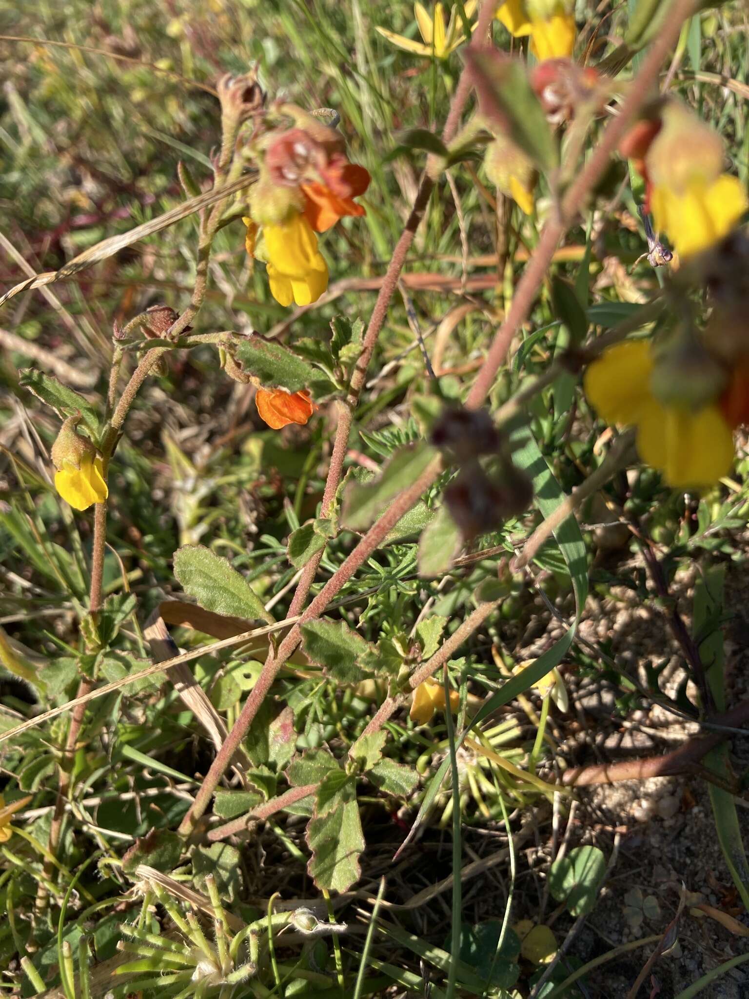 Image of Hermannia multiflora Jacq.