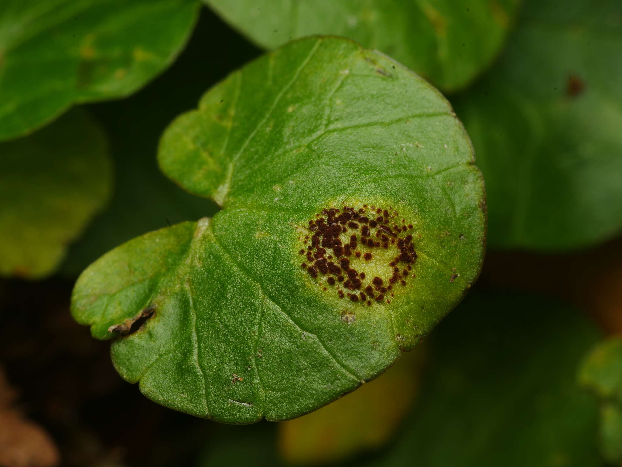 Uromyces ficariae (Schumach.) Lév. 1860 resmi