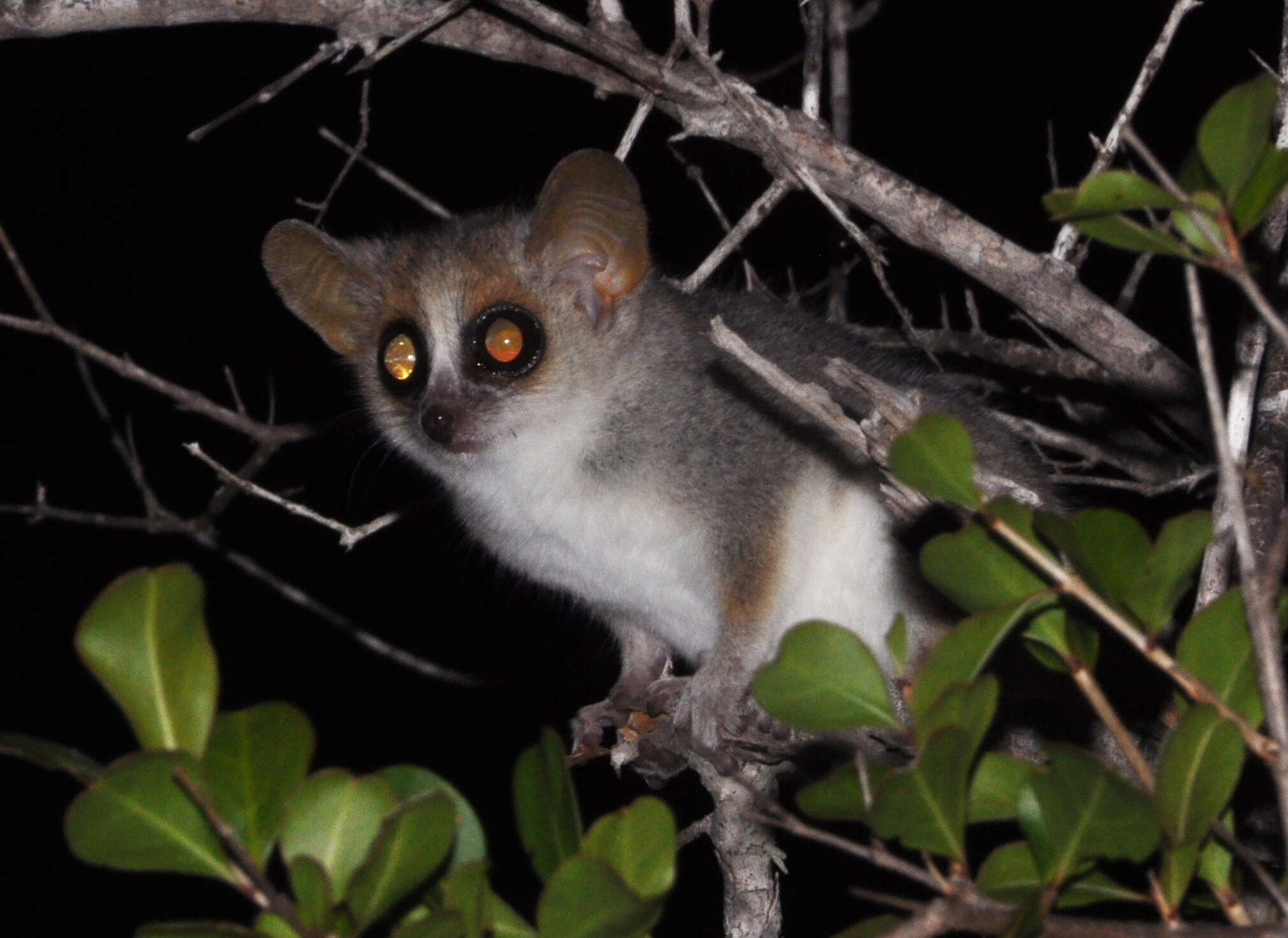 Image of Gray-brown Mouse Lemur