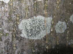 Image of lecidella lichen