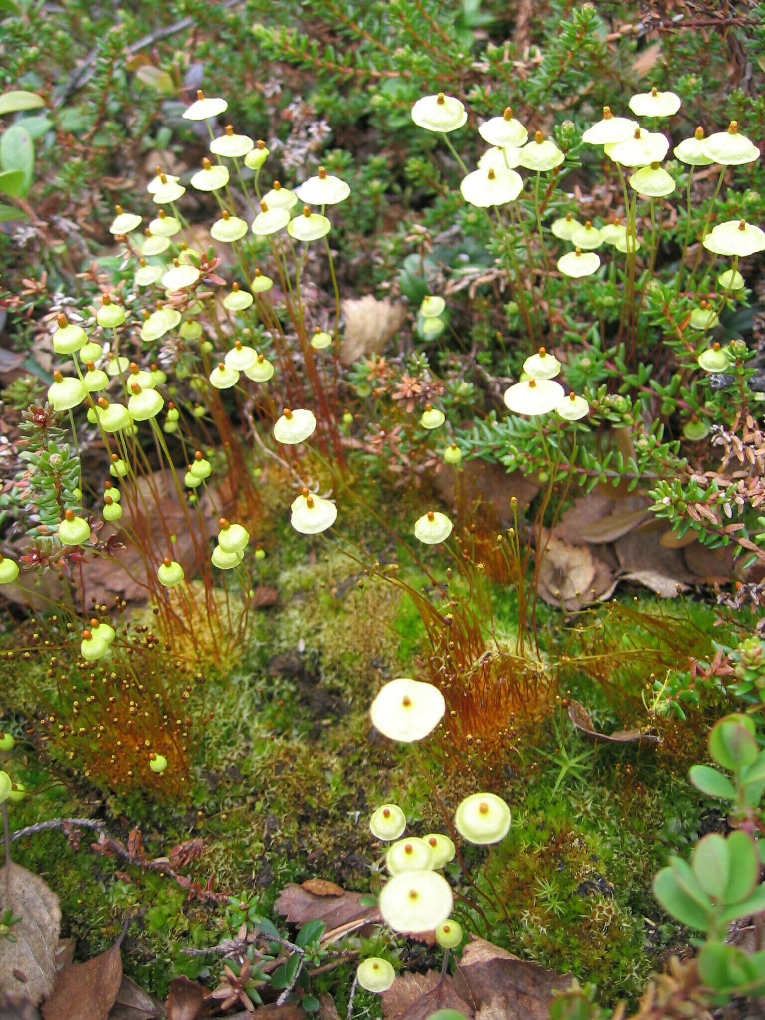 Image of pinkstink dung moss