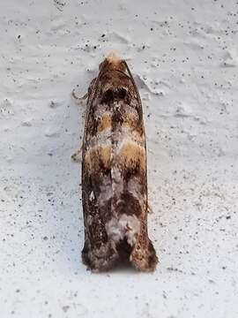 Image of Tortricid moth