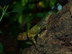 Image of Guatemalan Emerald Spiny Lizard