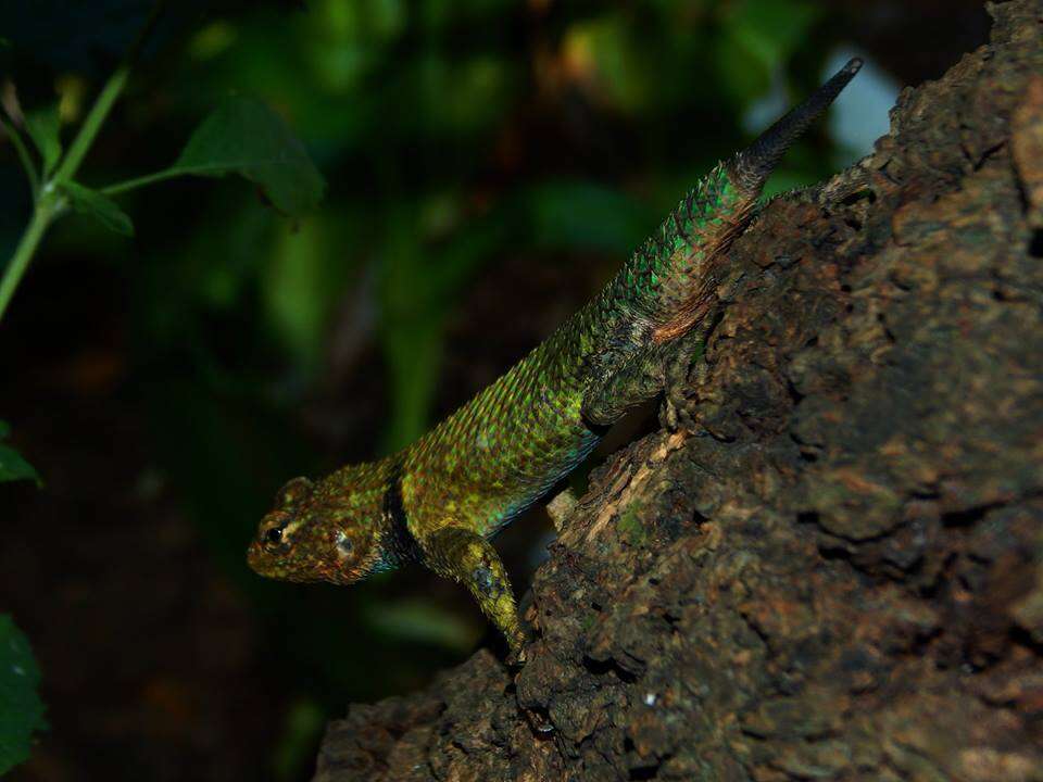 Image of Guatemalan Emerald Spiny Lizard