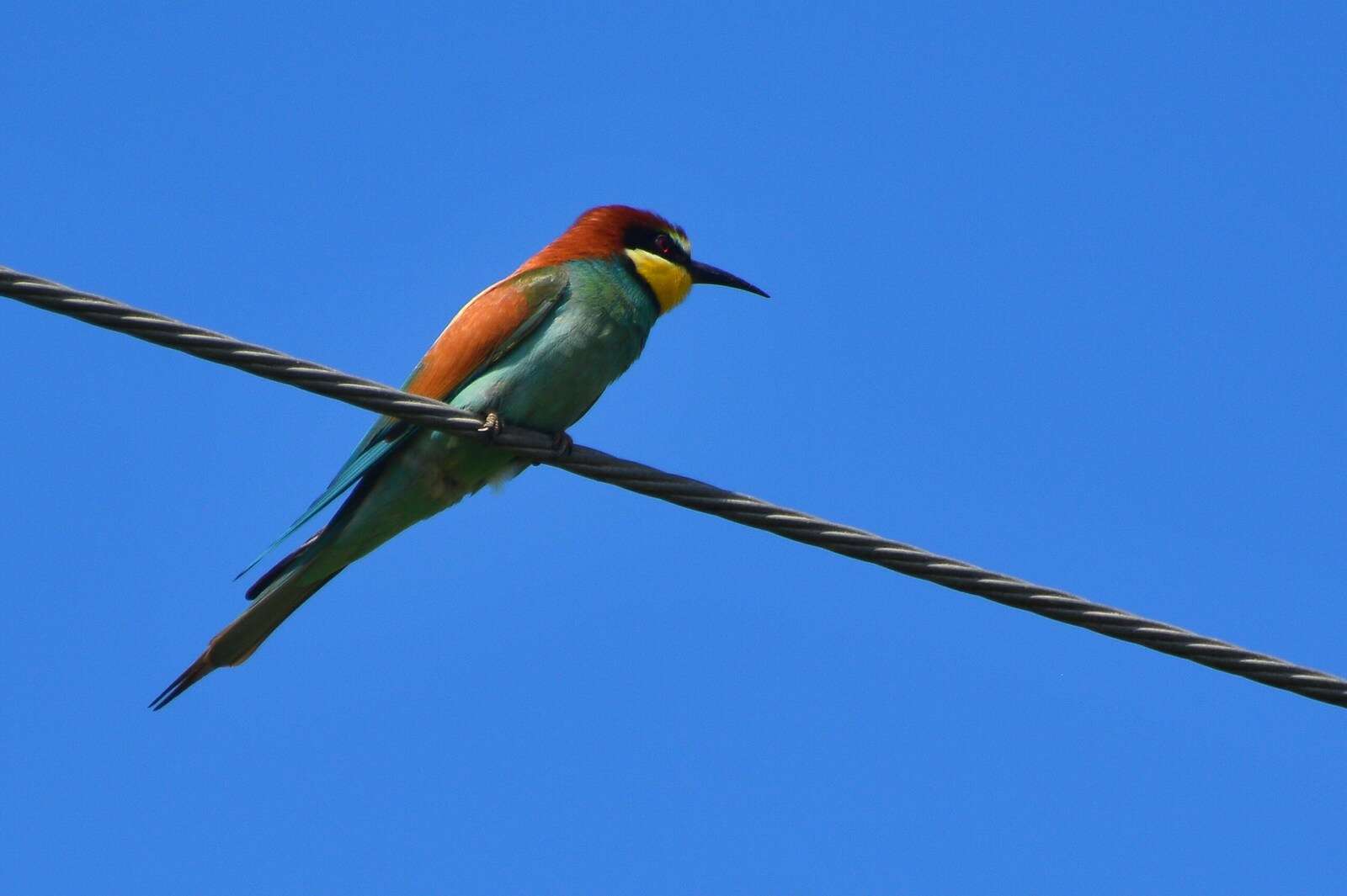 Image of bee-eater, european bee-eater