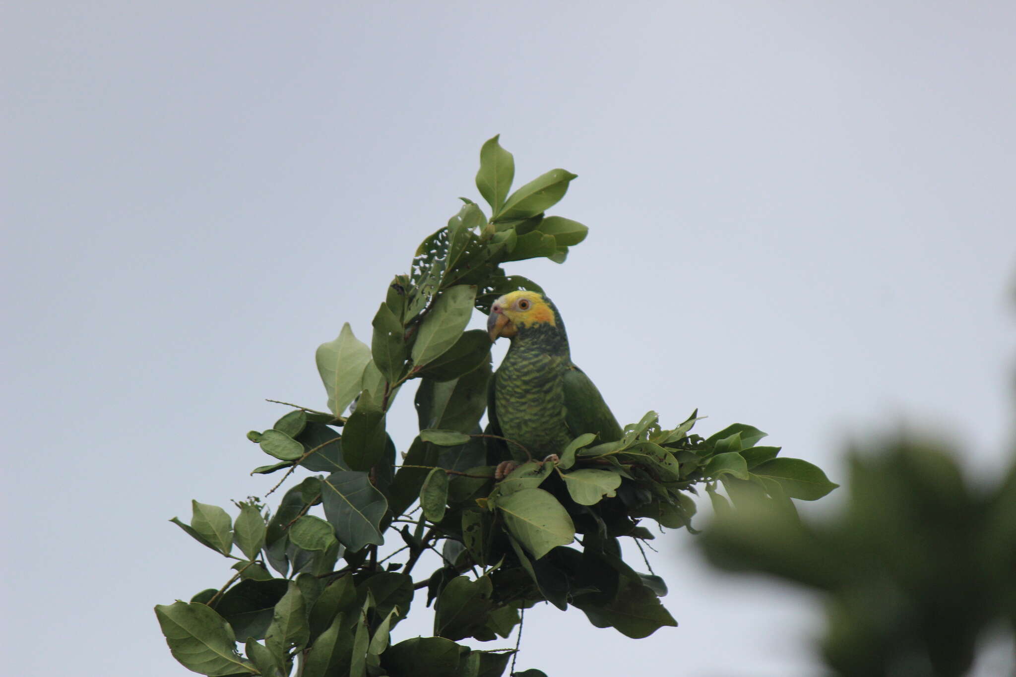 Image of Alipiopsitta Caparroz & Pacheco 2006