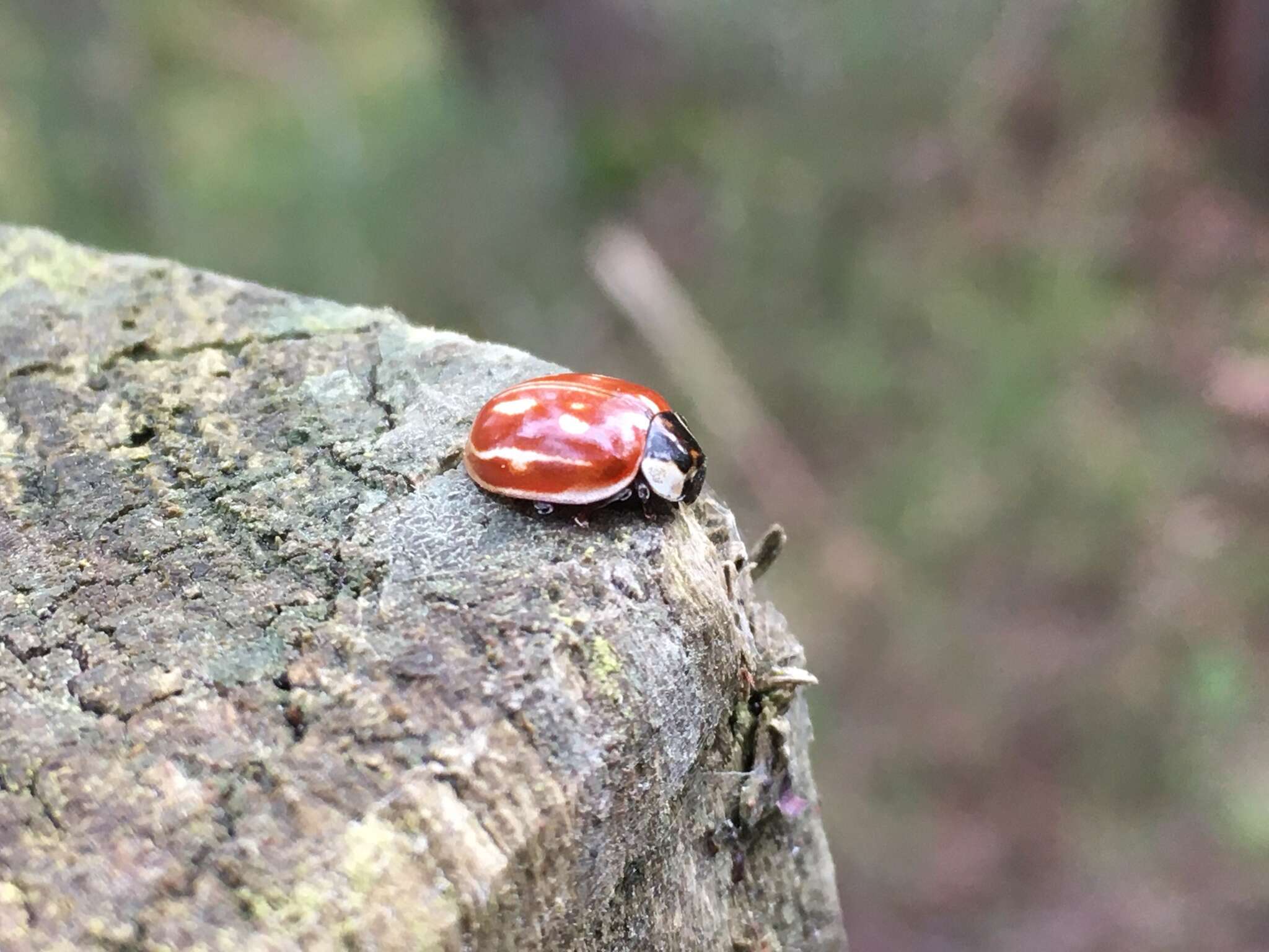 Image of Myzia oblongoguttata (Linnaeus 1758)