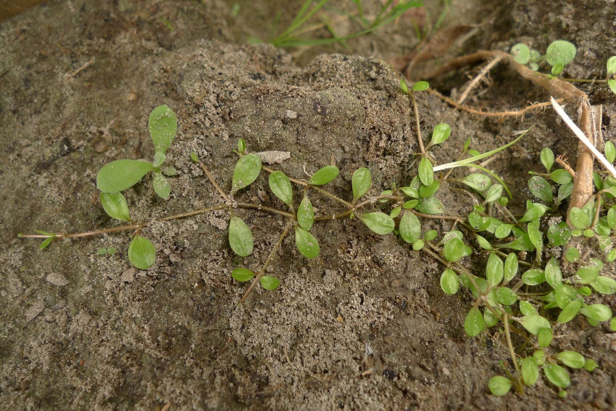 Imagem de Glossostigma elatinoides (Benth.) Benth. ex Hook. fil.