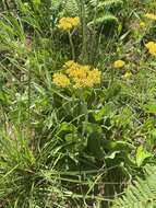 Слика од Helichrysum acutatum DC.