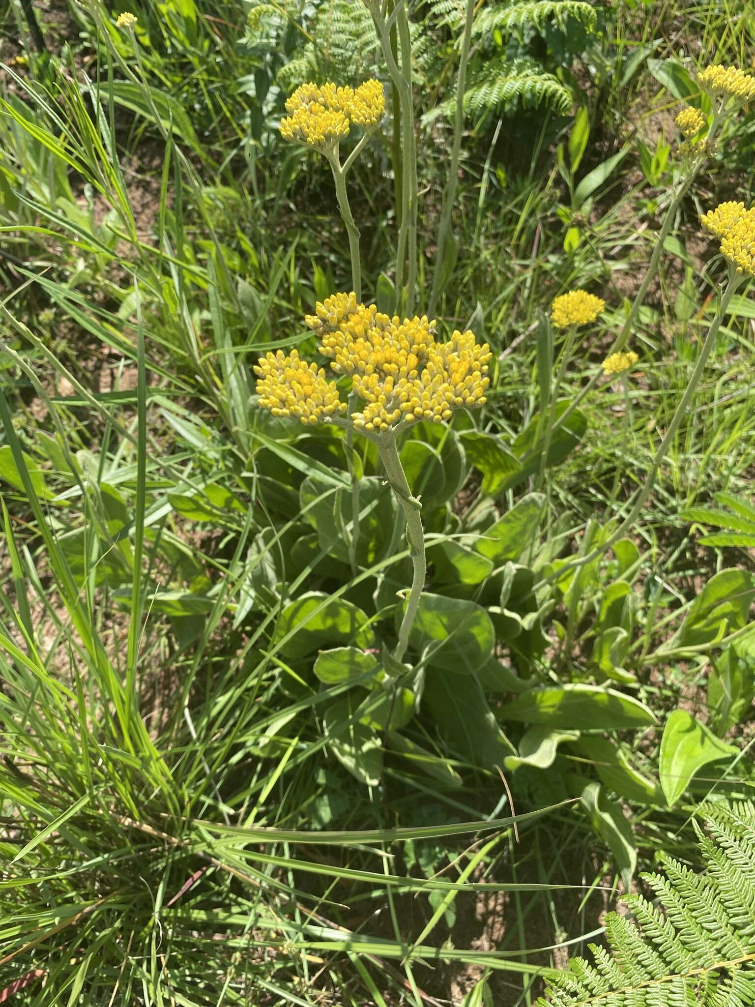 Слика од Helichrysum acutatum DC.