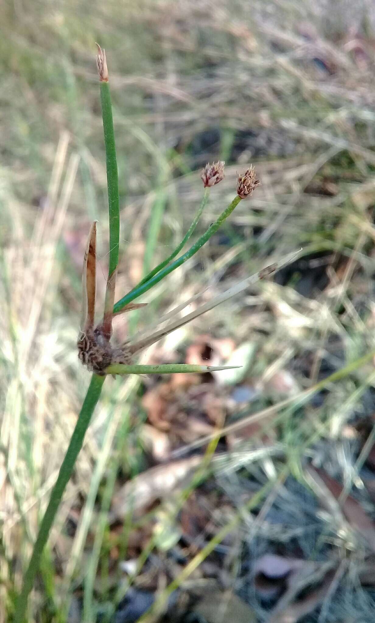 Imagem de Cyperus gymnocaulos Steud.