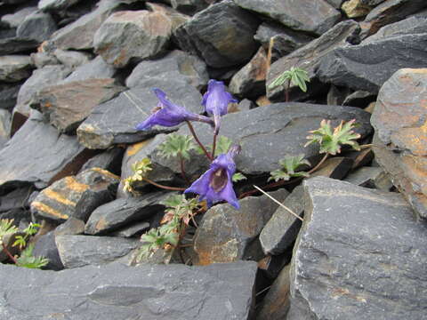 Delphinium caucasicum C. A. Mey.的圖片