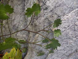 Image of Cineraria lobata subsp. lobata