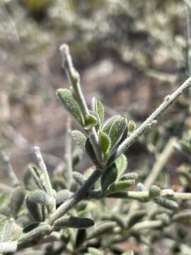 Plancia ëd Pickeringia montana var. tomentosa (Greene) I. M. Johnst.