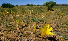 Image of Romulea pearsonii M. P. de Vos